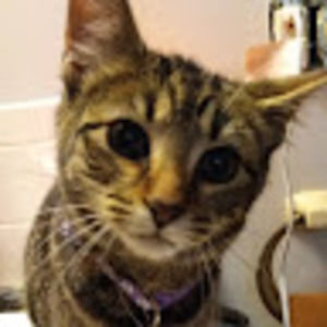 Meet your Posher, Velvet